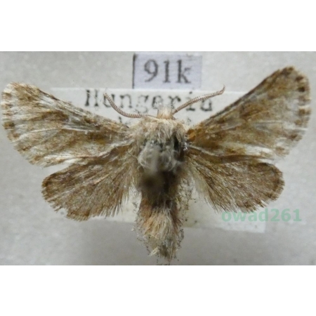 Dyspessa ulula (Borkhausen, 1790) Hungaria91k